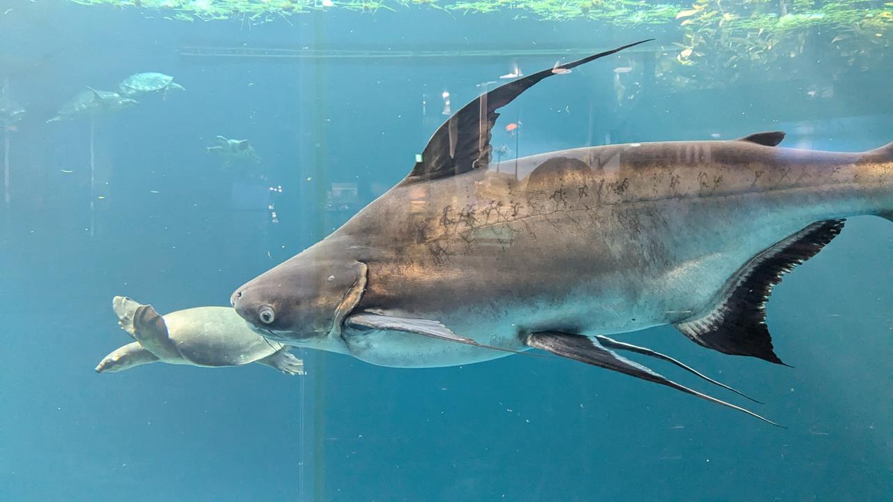 鳥羽水族館旅行のブログ画像