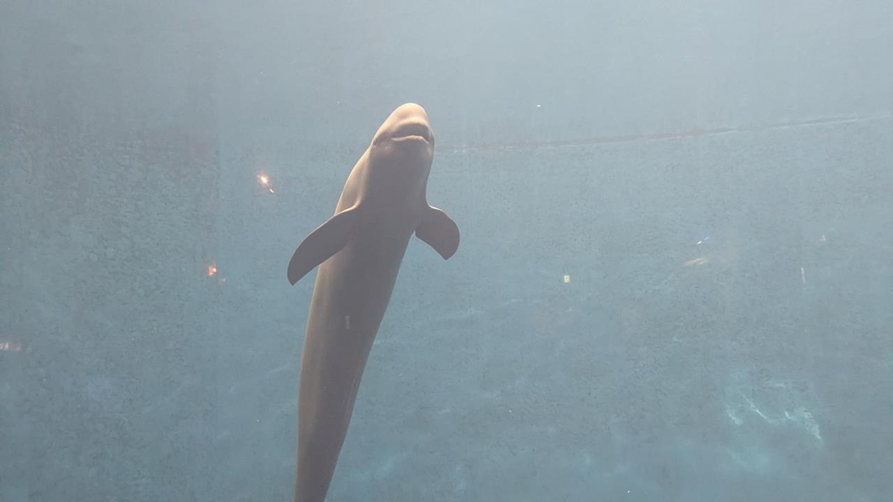 鳥羽水族館旅行のブログ画像