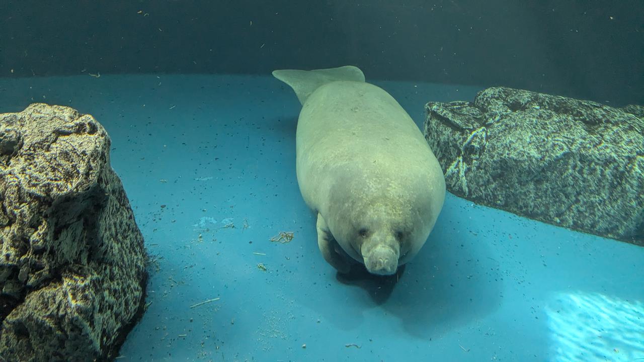 鳥羽水族館旅行のブログ画像