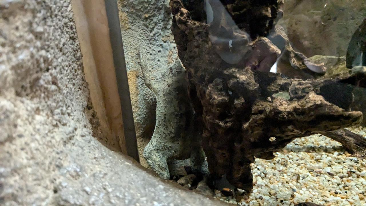 鳥羽水族館旅行のブログ画像