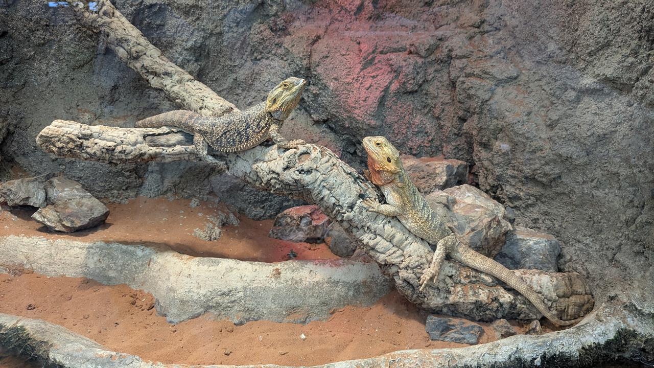 鳥羽水族館旅行のブログ画像