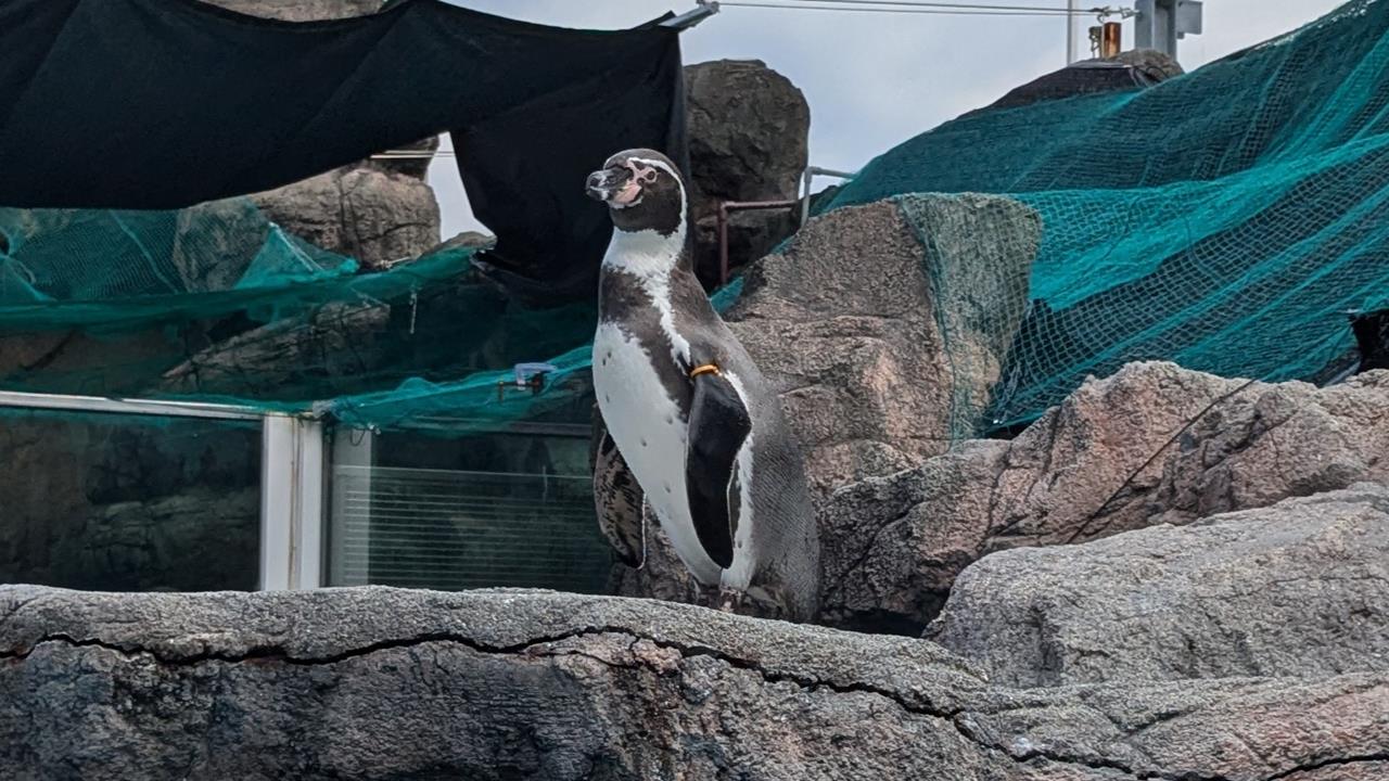 鳥羽水族館旅行のブログ画像