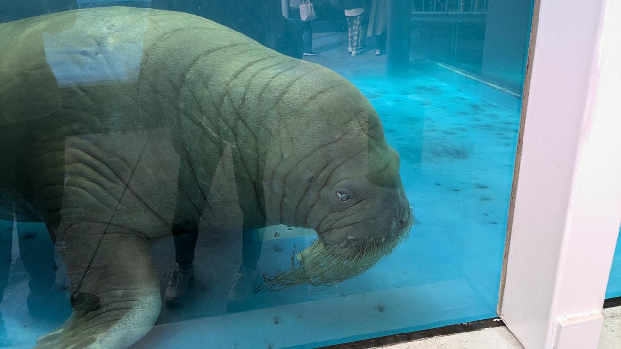 鳥羽水族館旅行のブログ画像