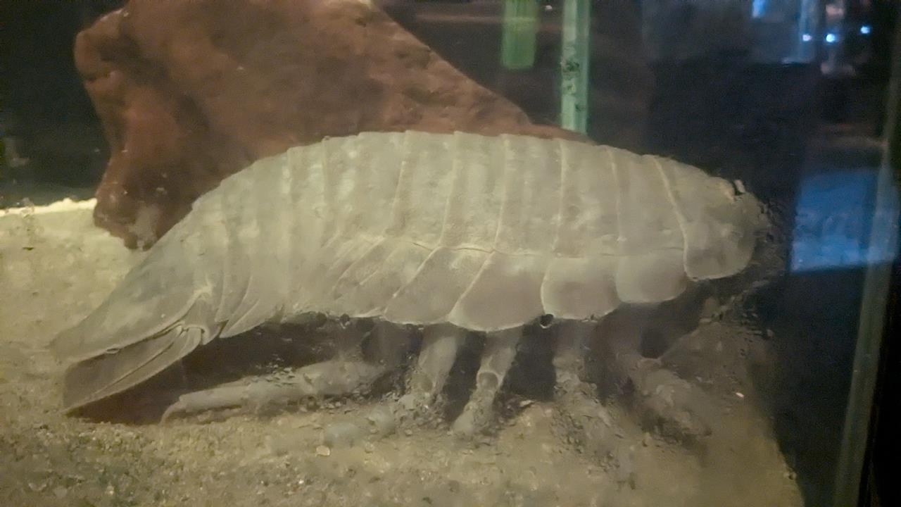 鳥羽水族館旅行のブログ画像