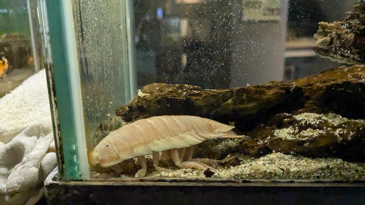 鳥羽水族館旅行のブログ画像