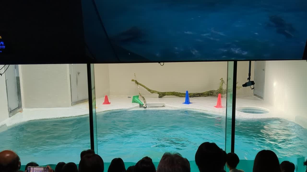 鳥羽水族館旅行のブログ画像