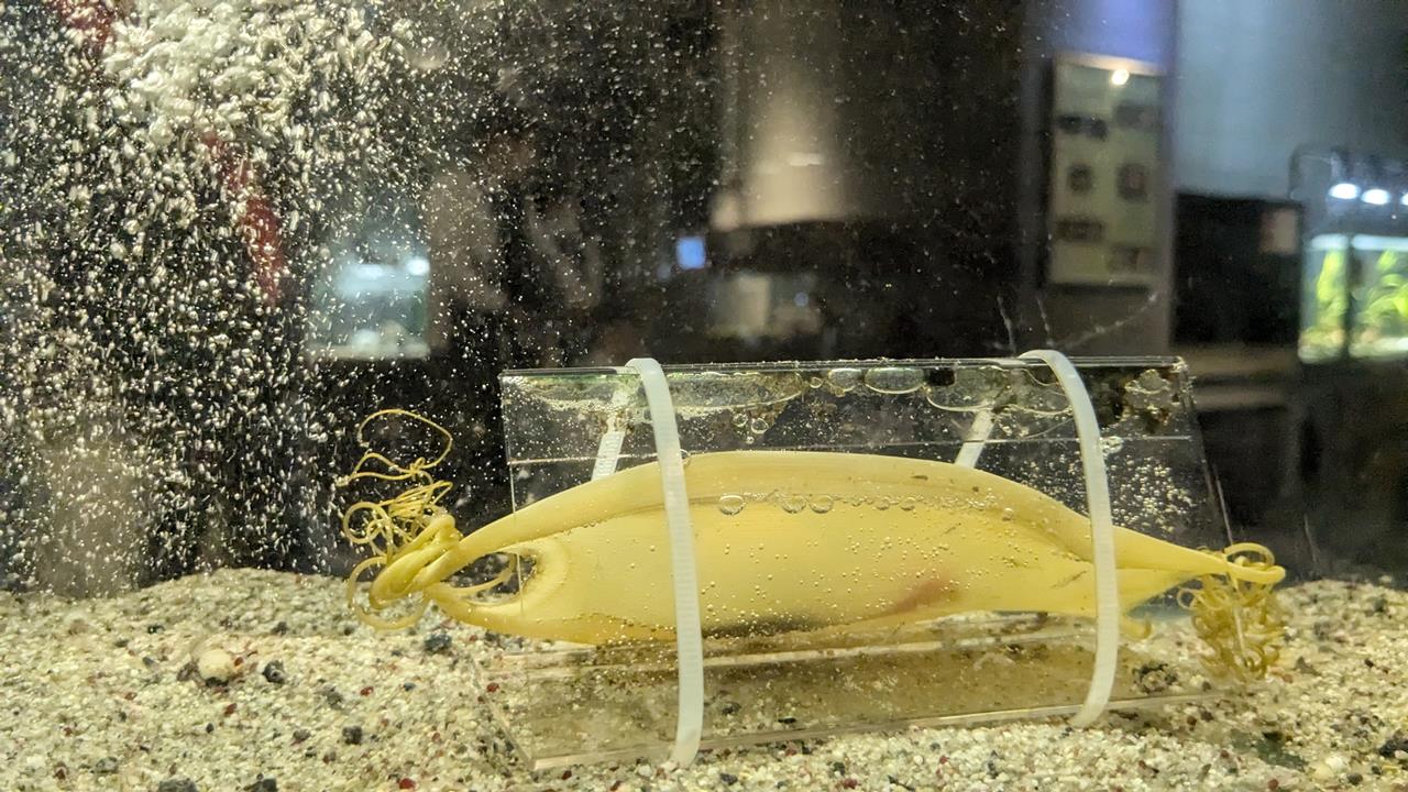 鳥羽水族館旅行のブログ画像