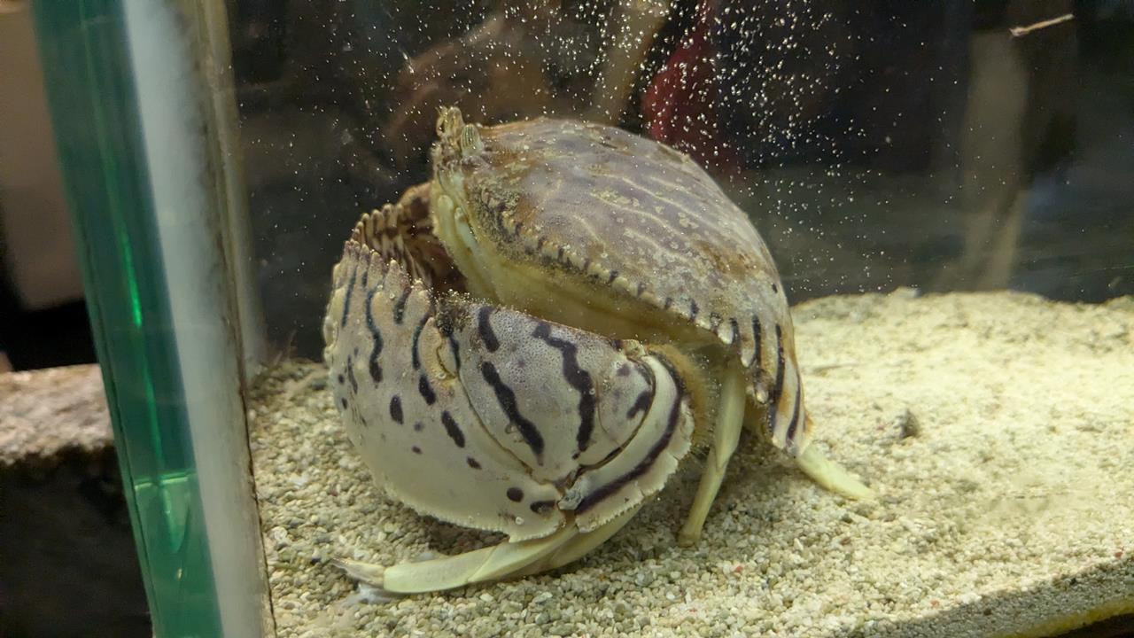 鳥羽水族館旅行のブログ画像