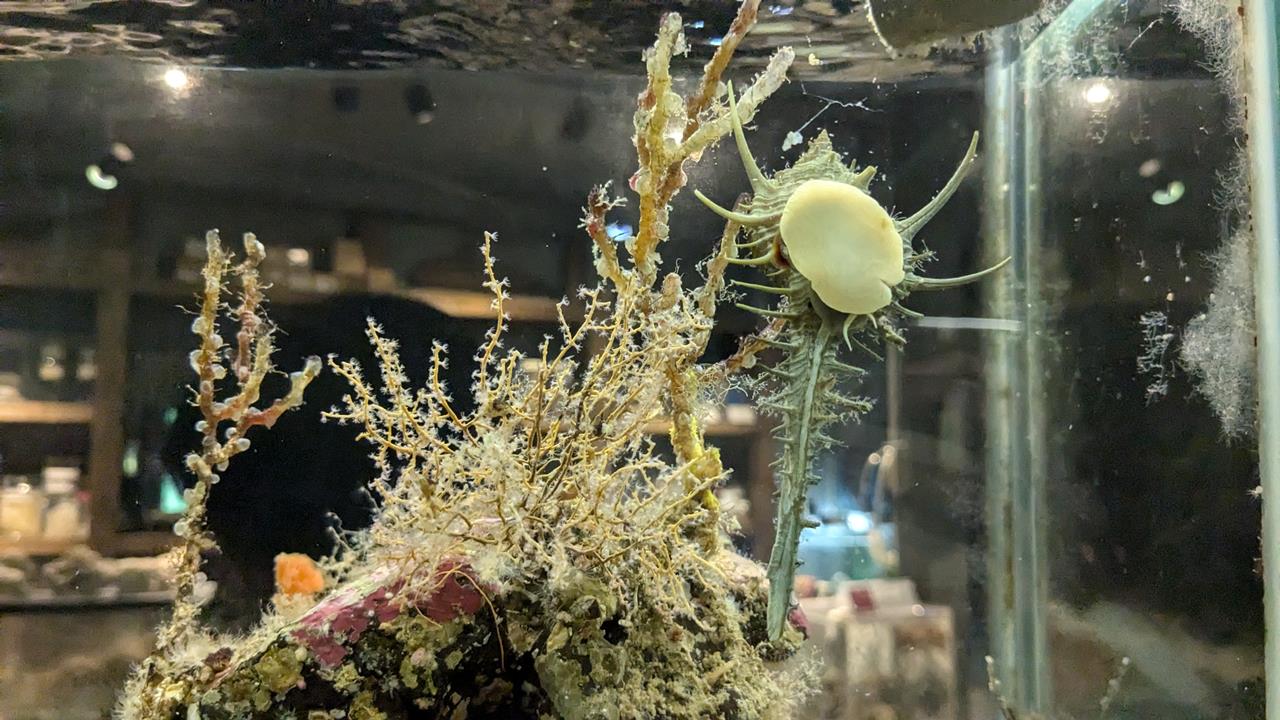 鳥羽水族館旅行のブログ画像