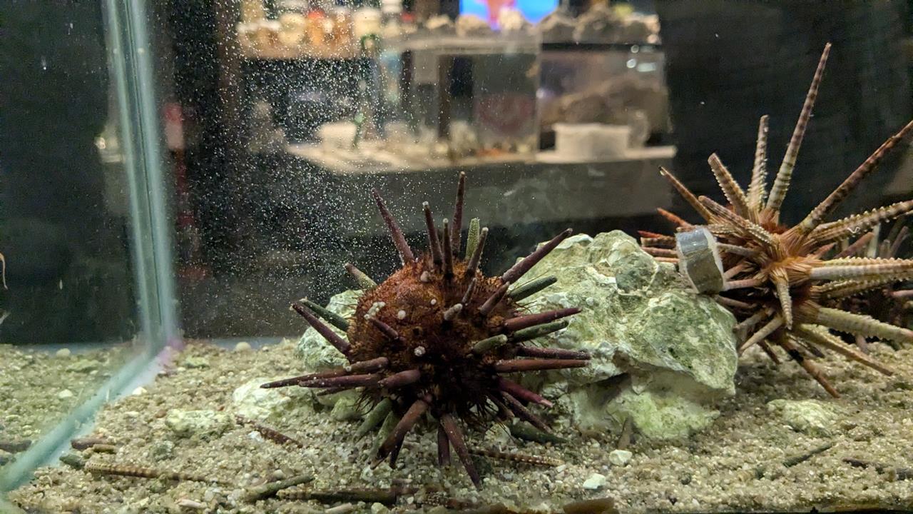 鳥羽水族館旅行のブログ画像