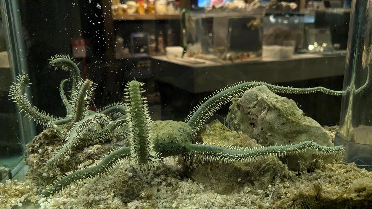 鳥羽水族館旅行のブログ画像