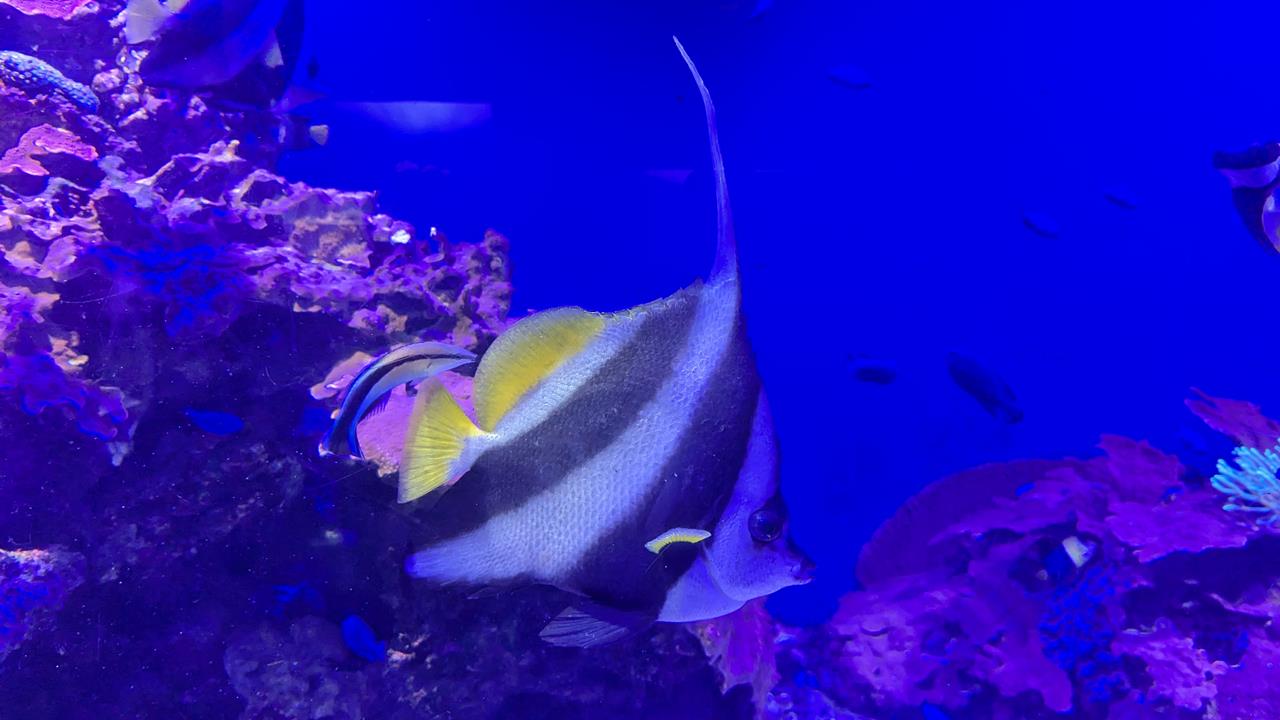 鳥羽水族館旅行のブログ画像