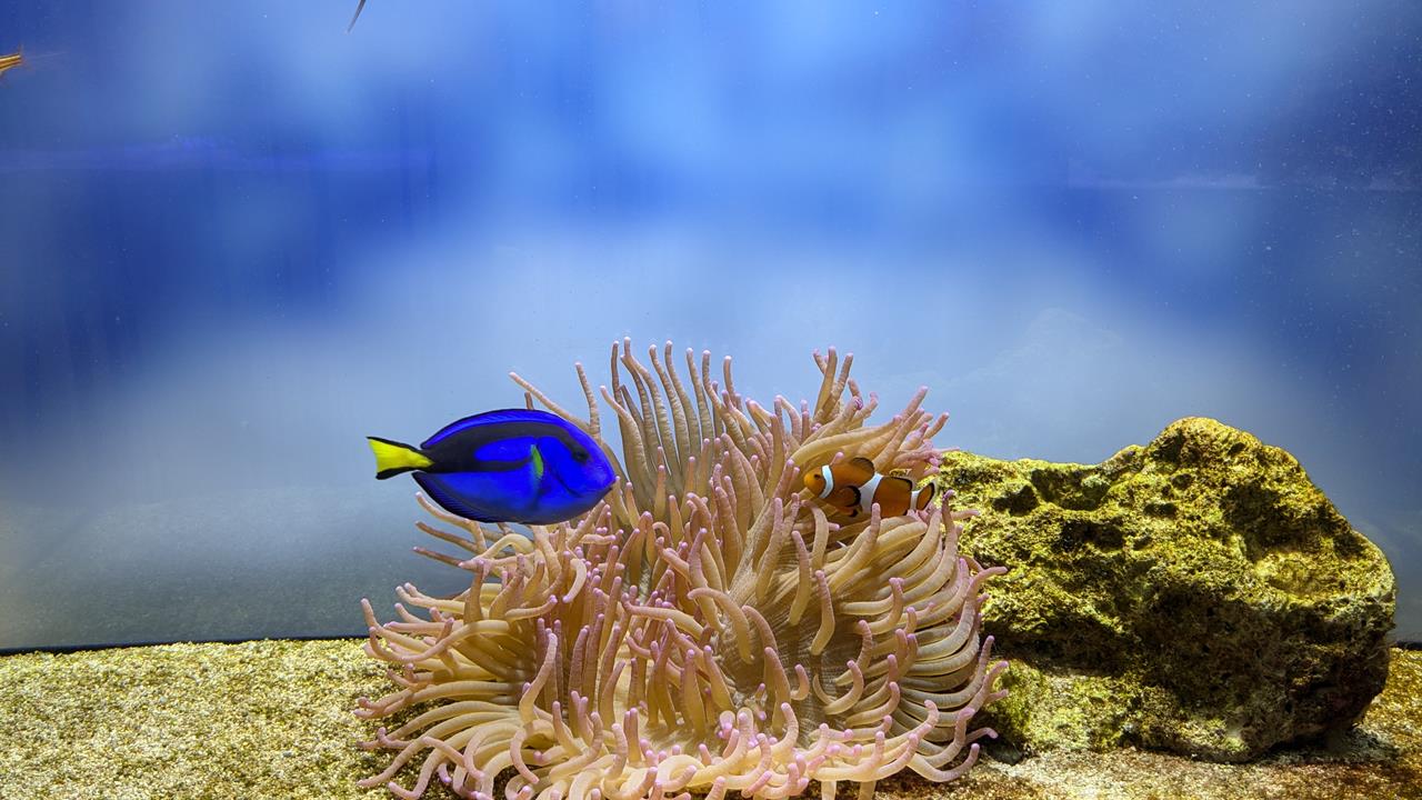 鳥羽水族館旅行のブログ画像