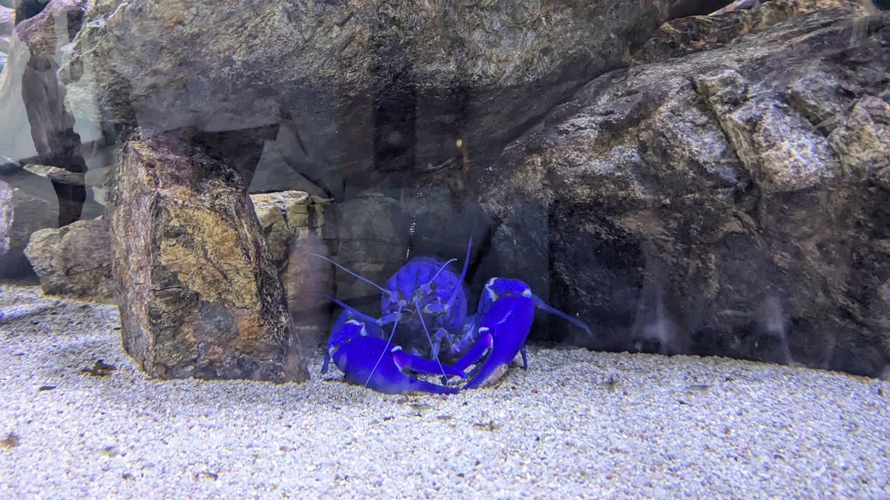 鳥羽水族館旅行のブログ画像