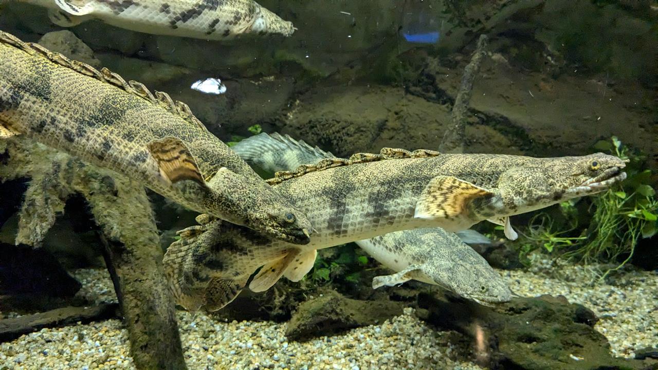 鳥羽水族館旅行のブログ画像