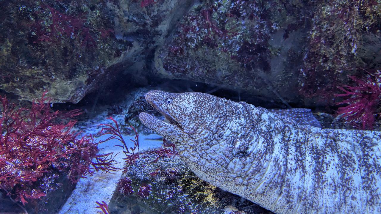 鳥羽水族館旅行のブログ画像