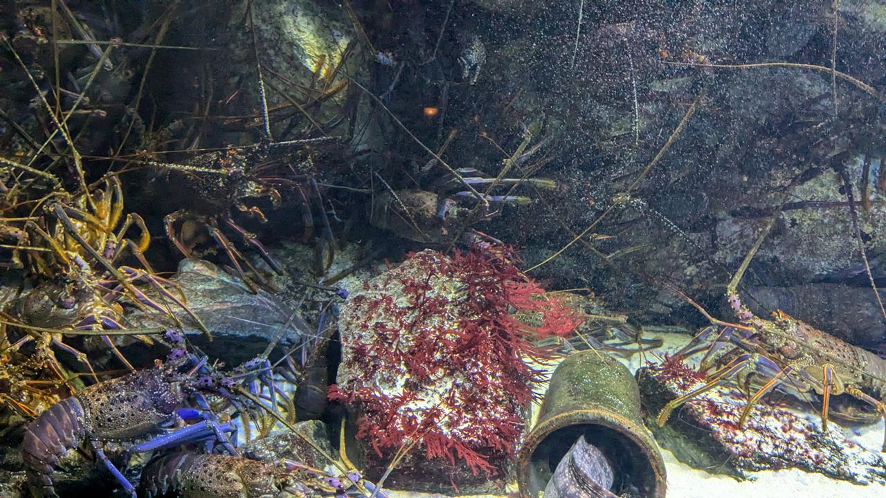 鳥羽水族館旅行のブログ画像