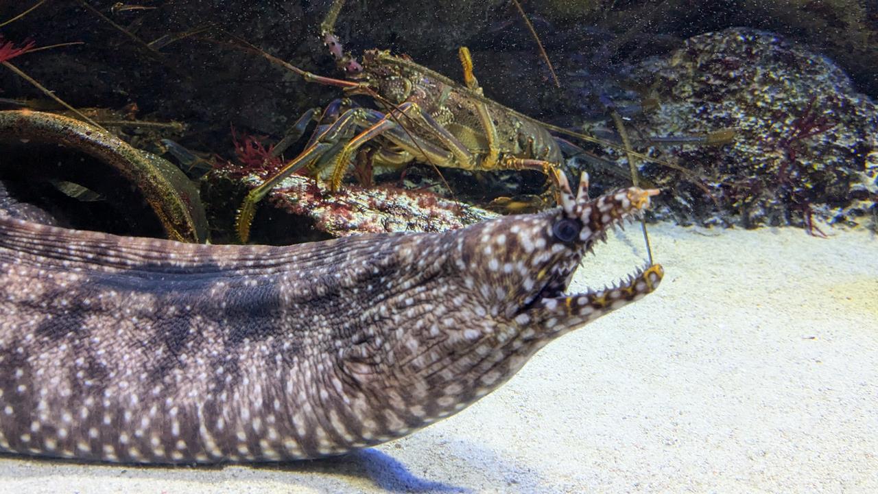 鳥羽水族館旅行のブログ画像