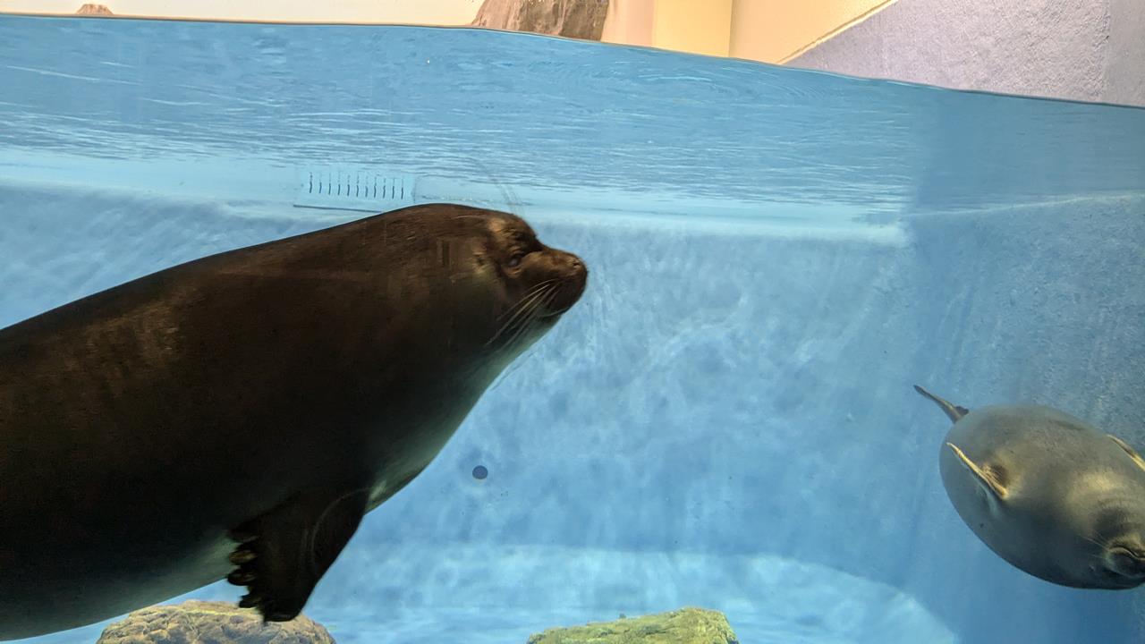 鳥羽水族館旅行のブログ画像