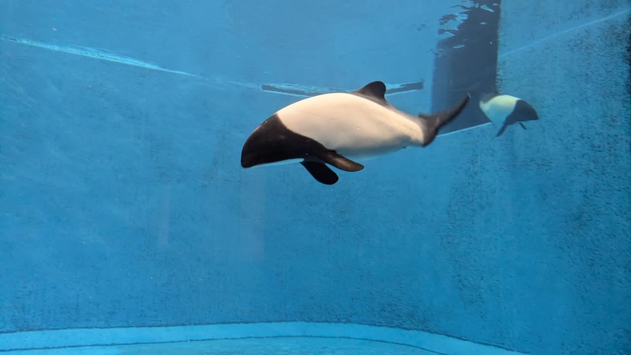 鳥羽水族館旅行のブログ画像