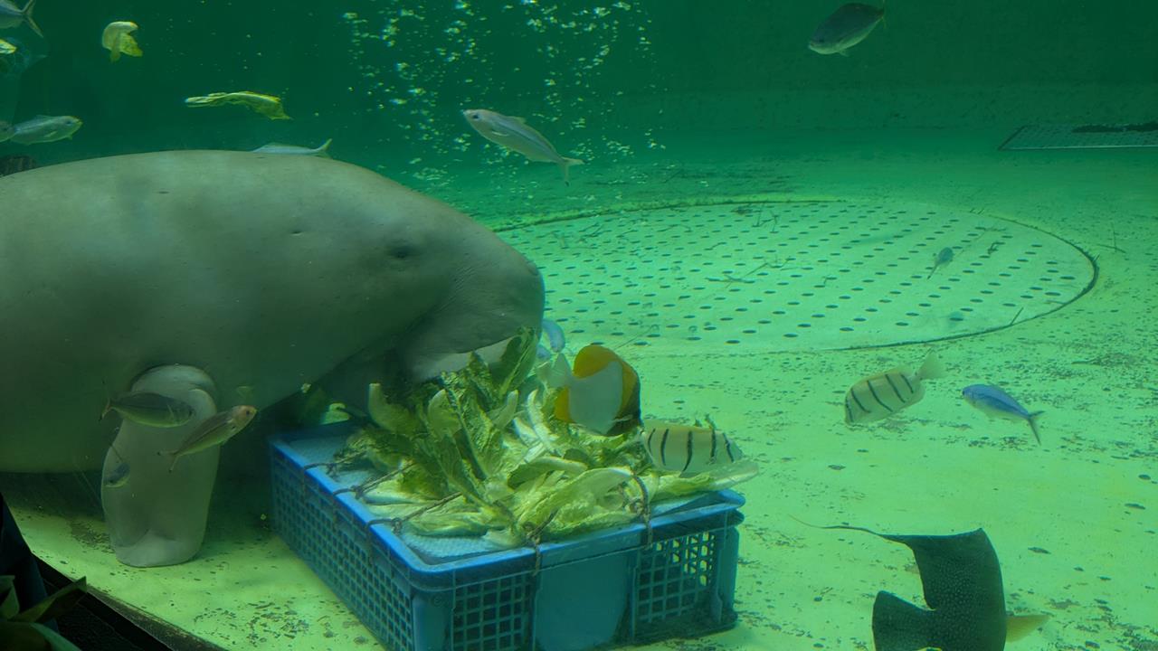 鳥羽水族館旅行のブログ画像