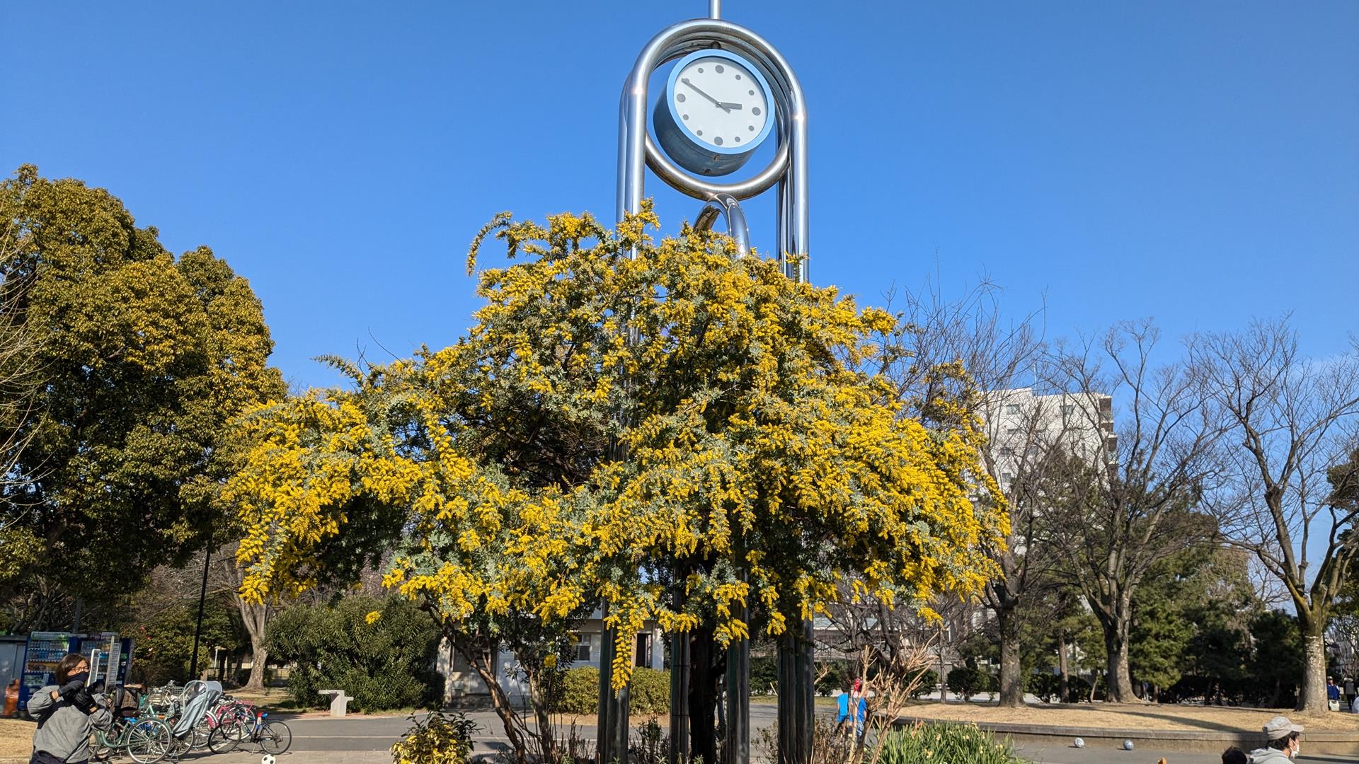 【2025年3月2日見頃】大谷田公園の梅園に行ってきた