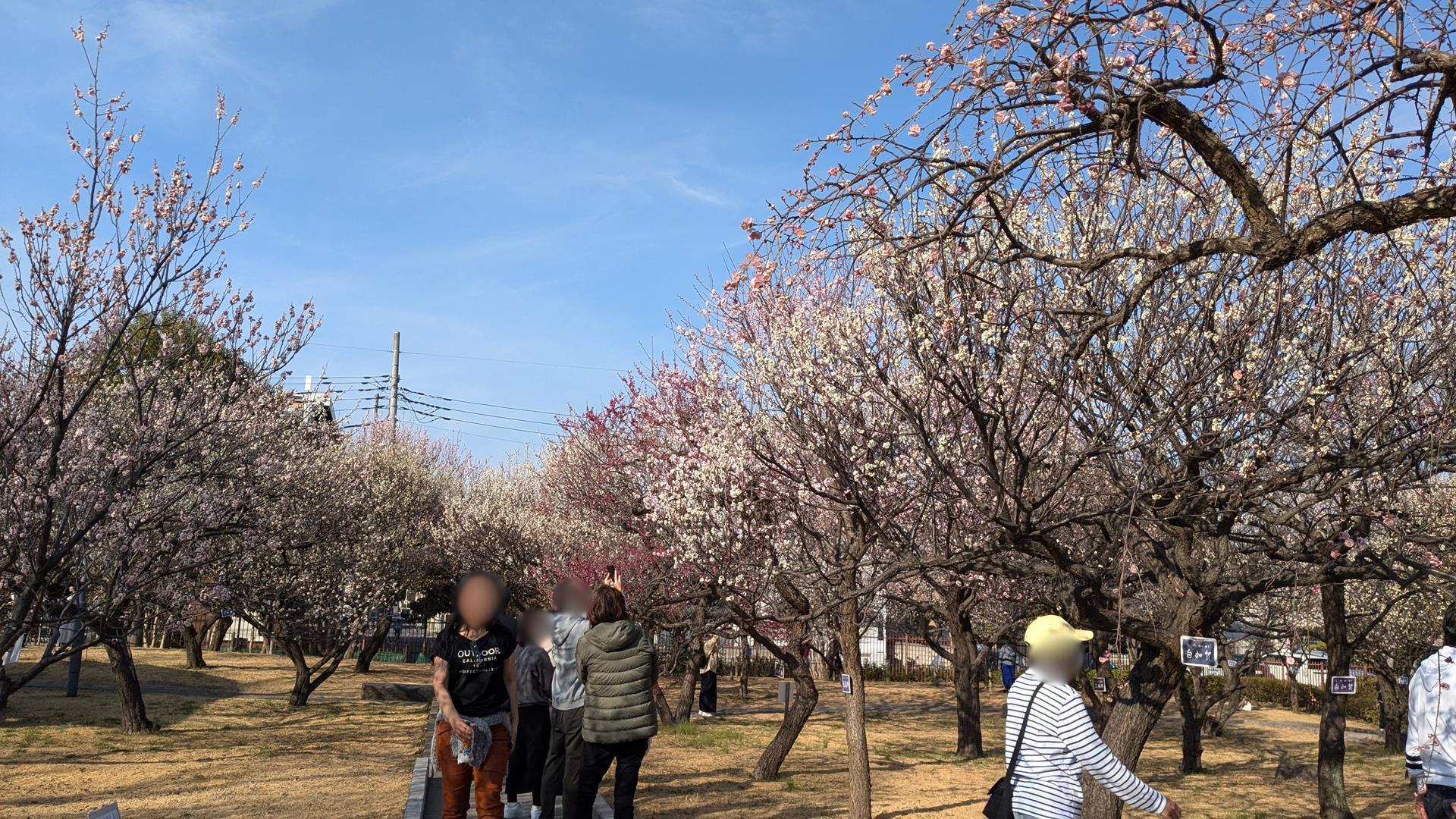 【2025年3月2日見頃】大谷田公園の梅園に行ってきた