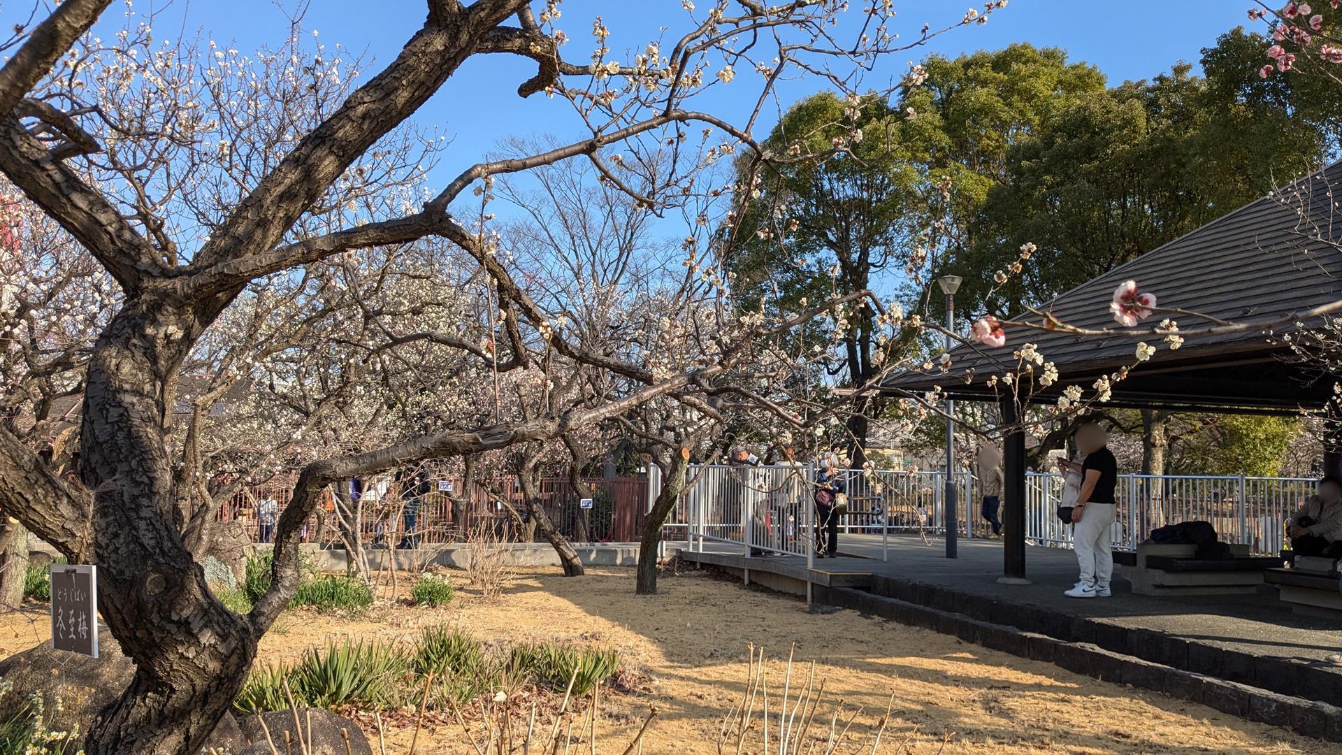 【2025年3月2日見頃】大谷田公園の梅園に行ってきた