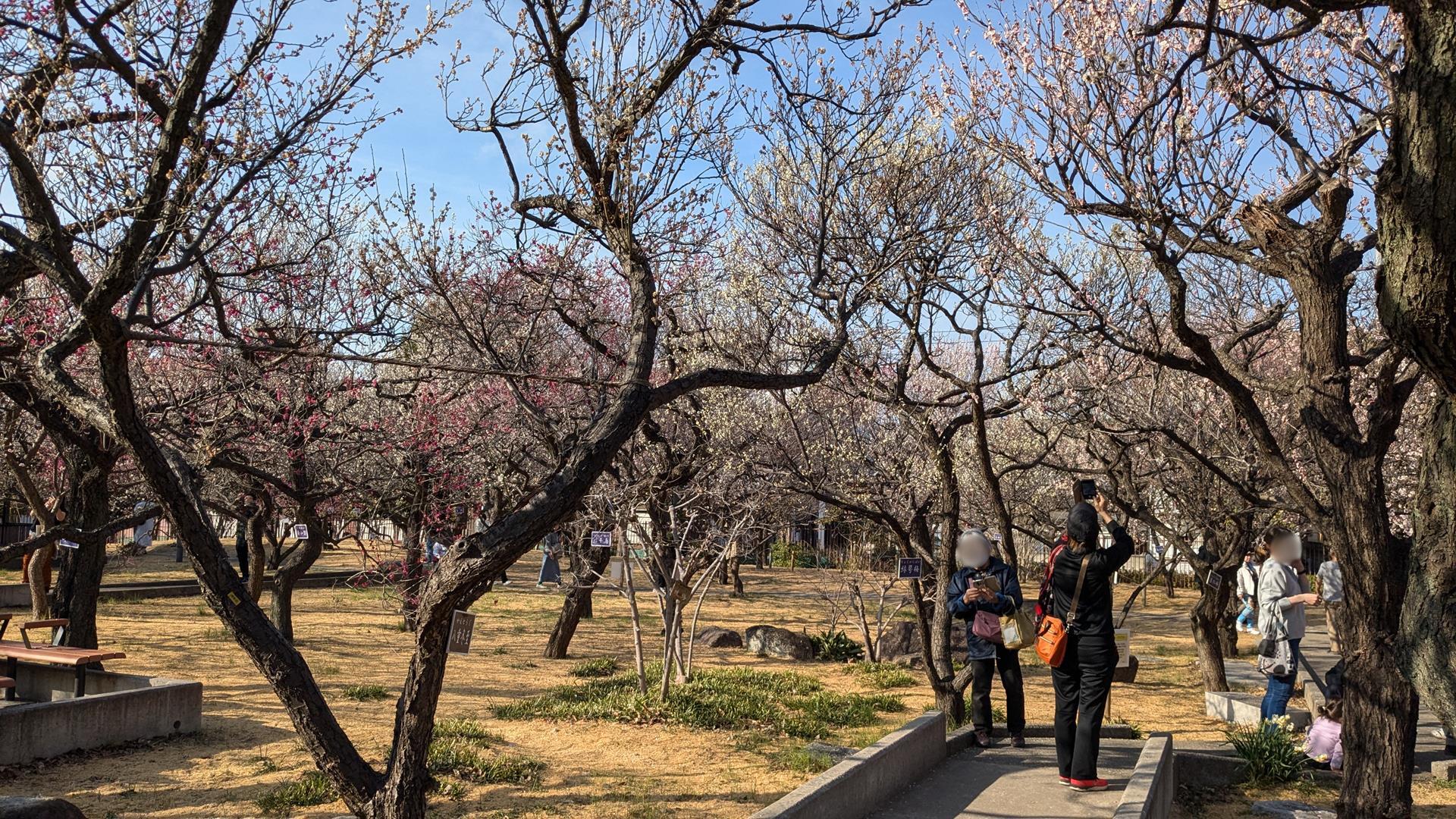 【2025年3月2日見頃】大谷田公園の梅園に行ってきた