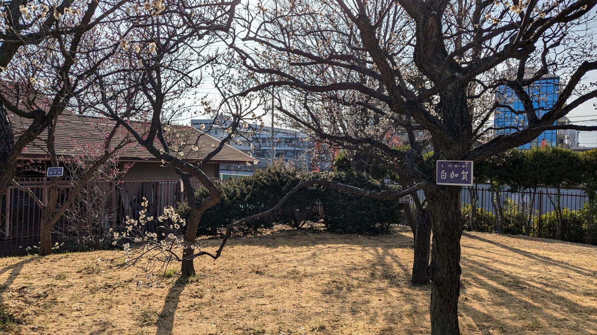 【2025年3月2日見頃】大谷田公園の梅園に行ってきた