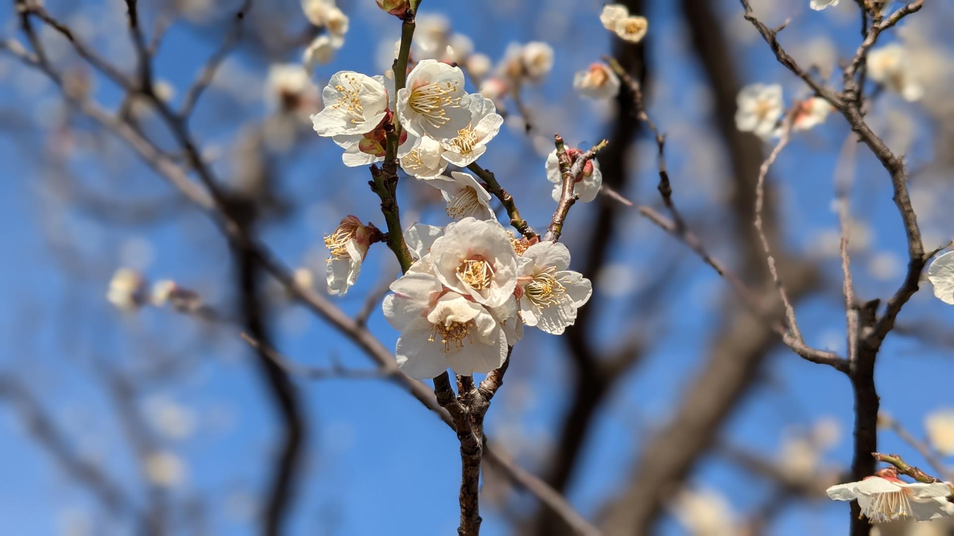 【2025年3月2日見頃】大谷田公園の梅園に行ってきた