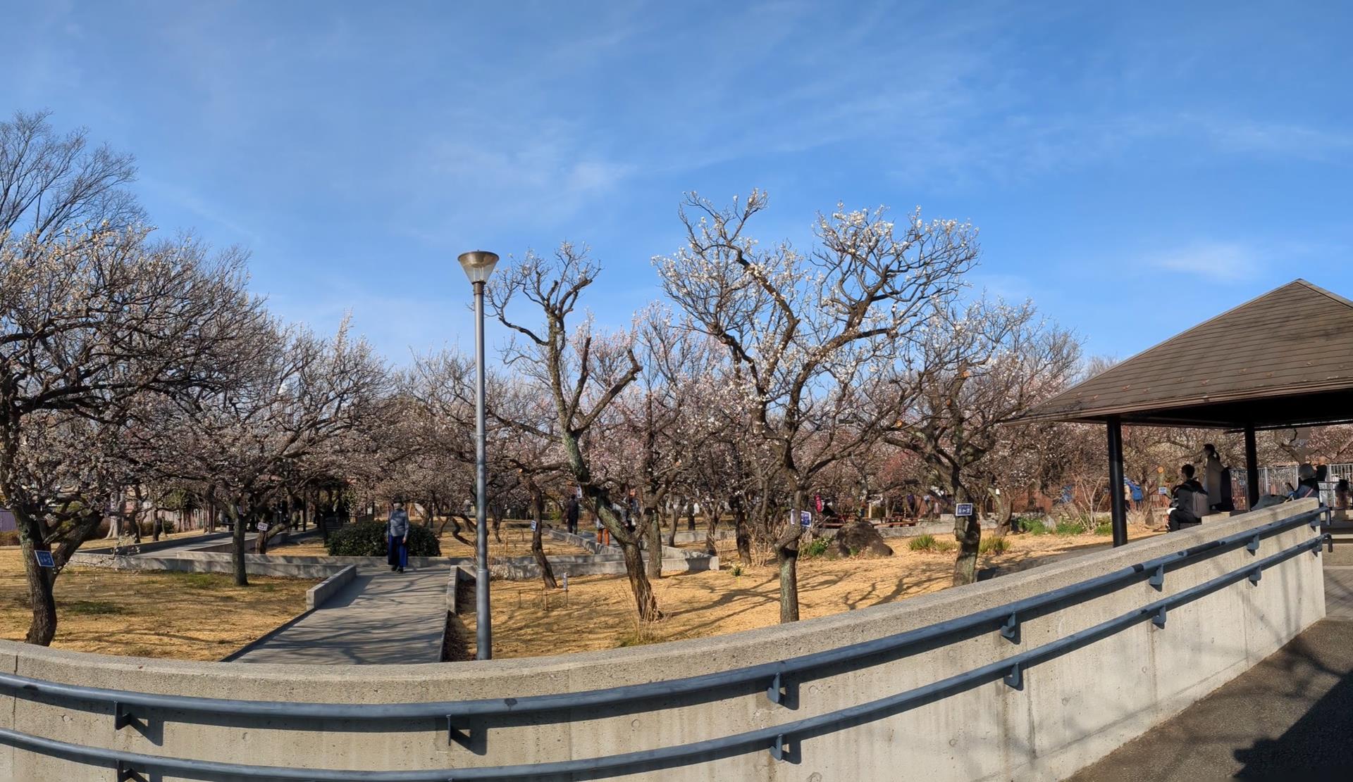 【2025年3月2日見頃】大谷田公園の梅園に行ってきた