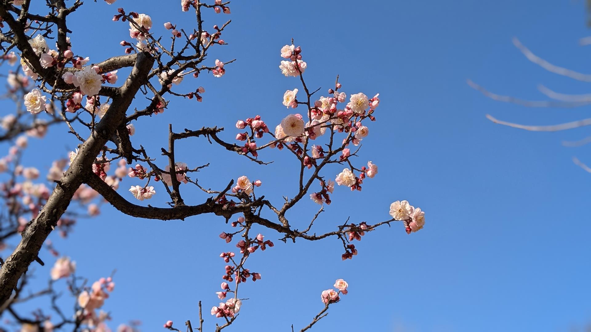 【2025年3月2日見頃】大谷田公園の梅園に行ってきた