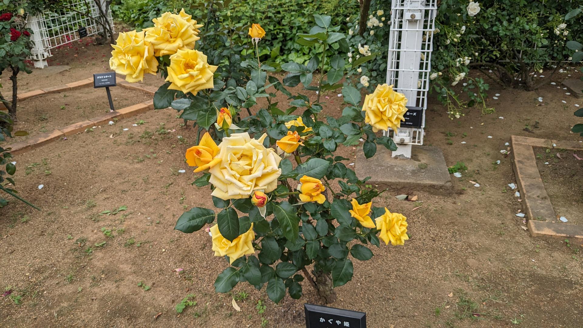 洋館との組み合わせが美しい、「ベルモント公園」のバラを見に行った