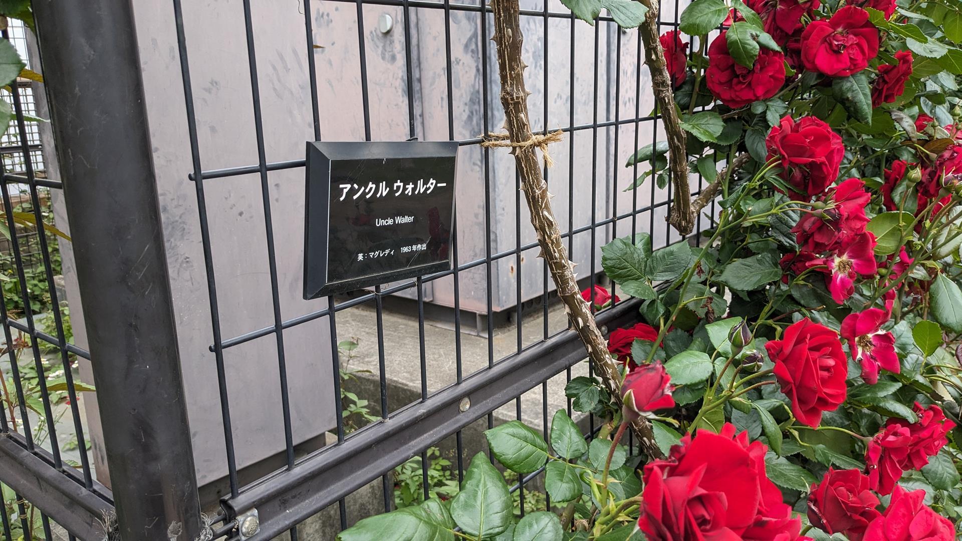 洋館との組み合わせが美しい、「ベルモント公園」のバラを見に行った