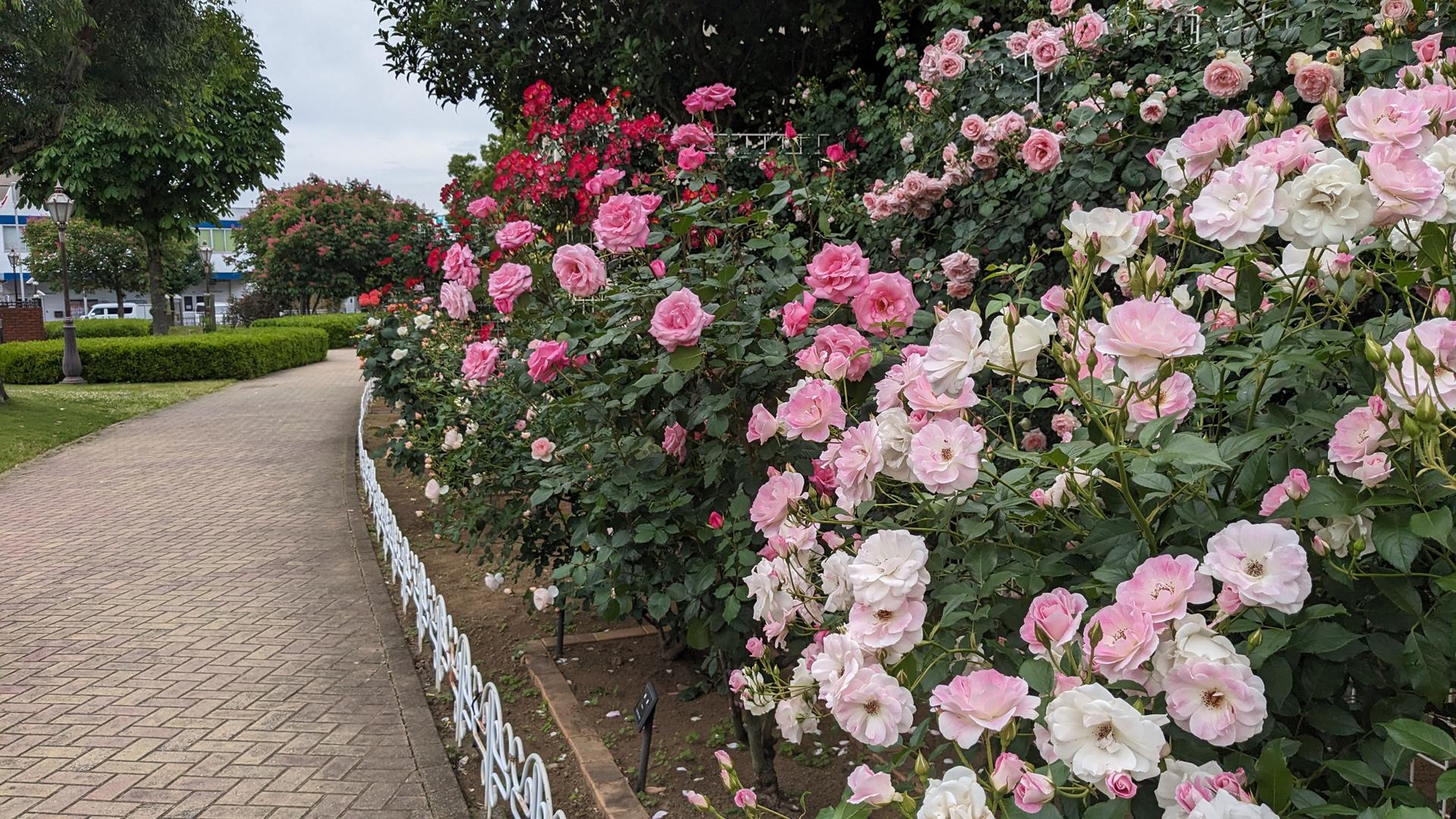 洋館との組み合わせが美しい、「ベルモント公園」のバラを見に行った