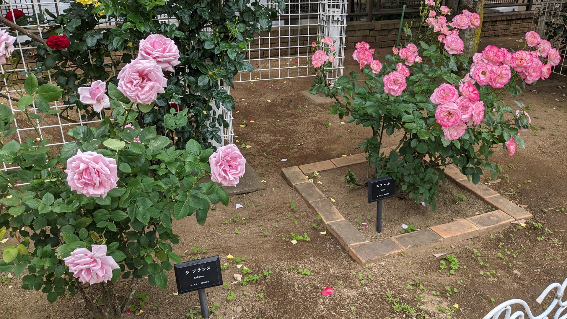 洋館との組み合わせが美しい、「ベルモント公園」のバラを見に行った