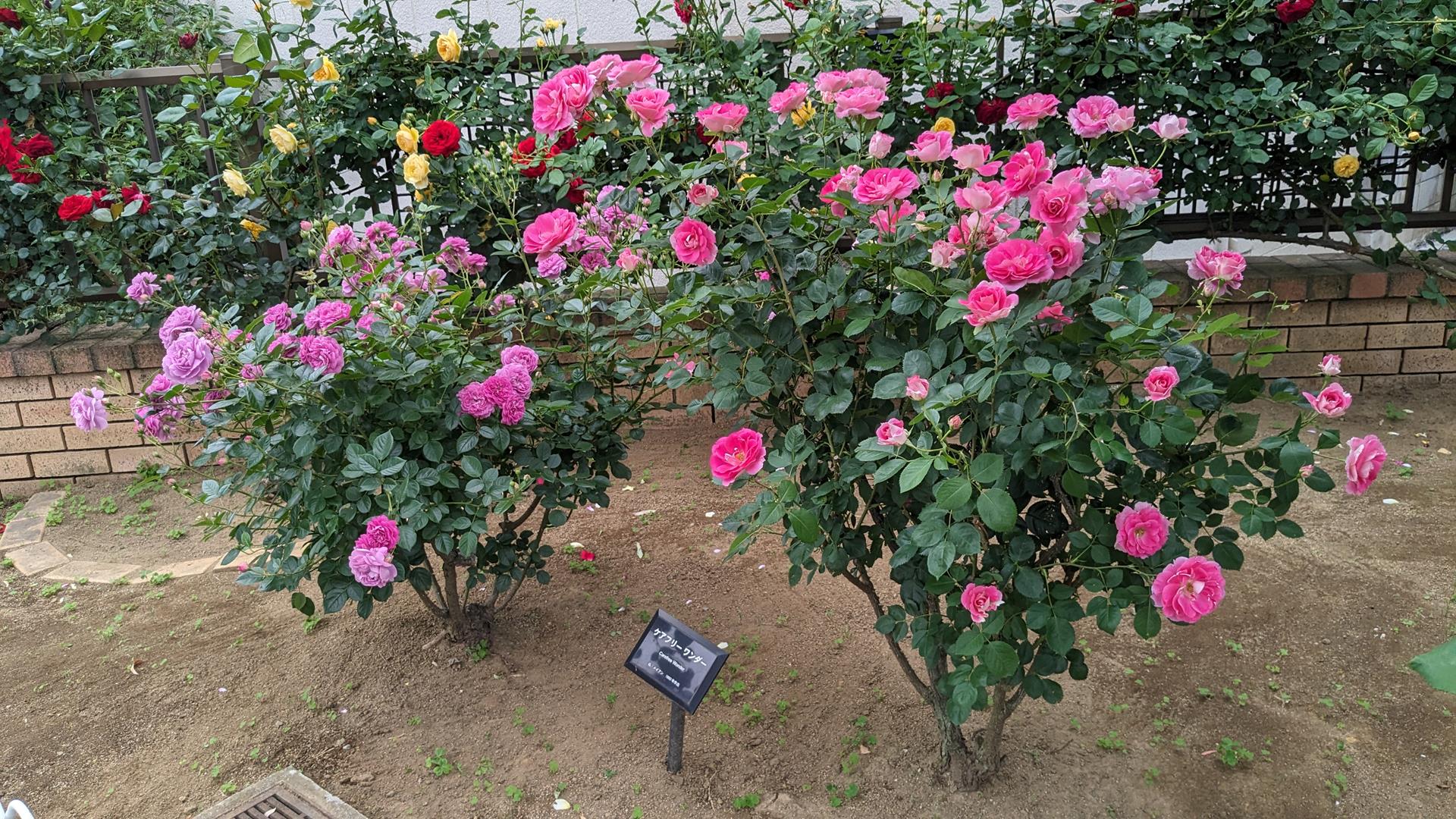 洋館との組み合わせが美しい、「ベルモント公園」のバラを見に行った