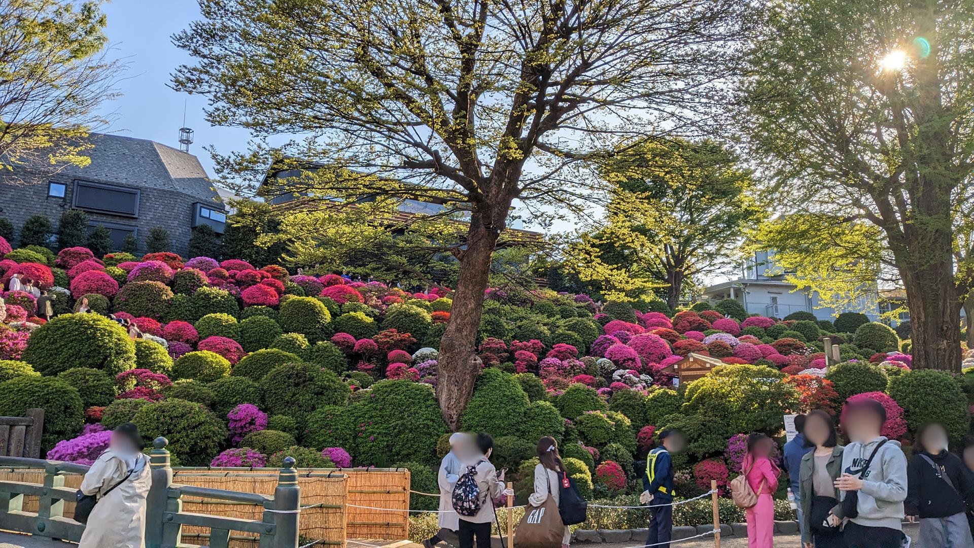 「文京つつじまつり」でつつじを見に根津神社に行ってきた