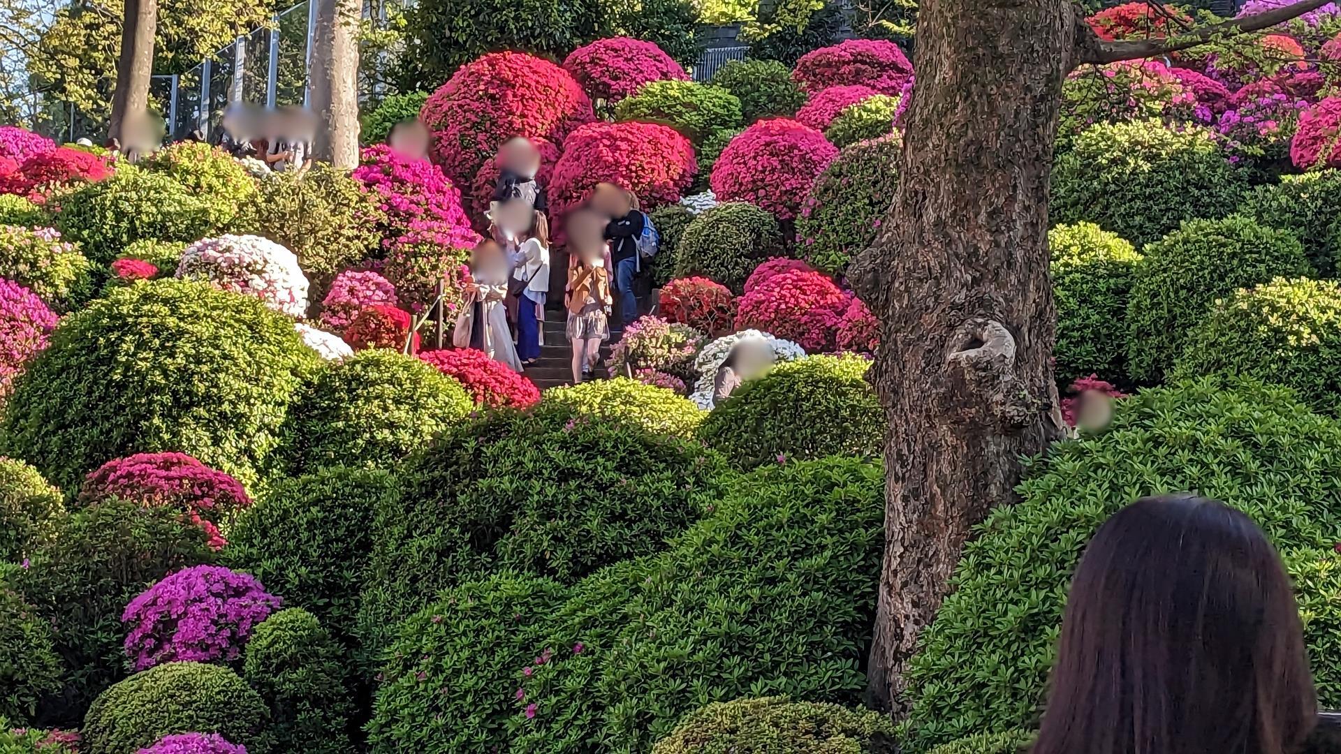 「文京つつじまつり」でつつじを見に根津神社に行ってきた