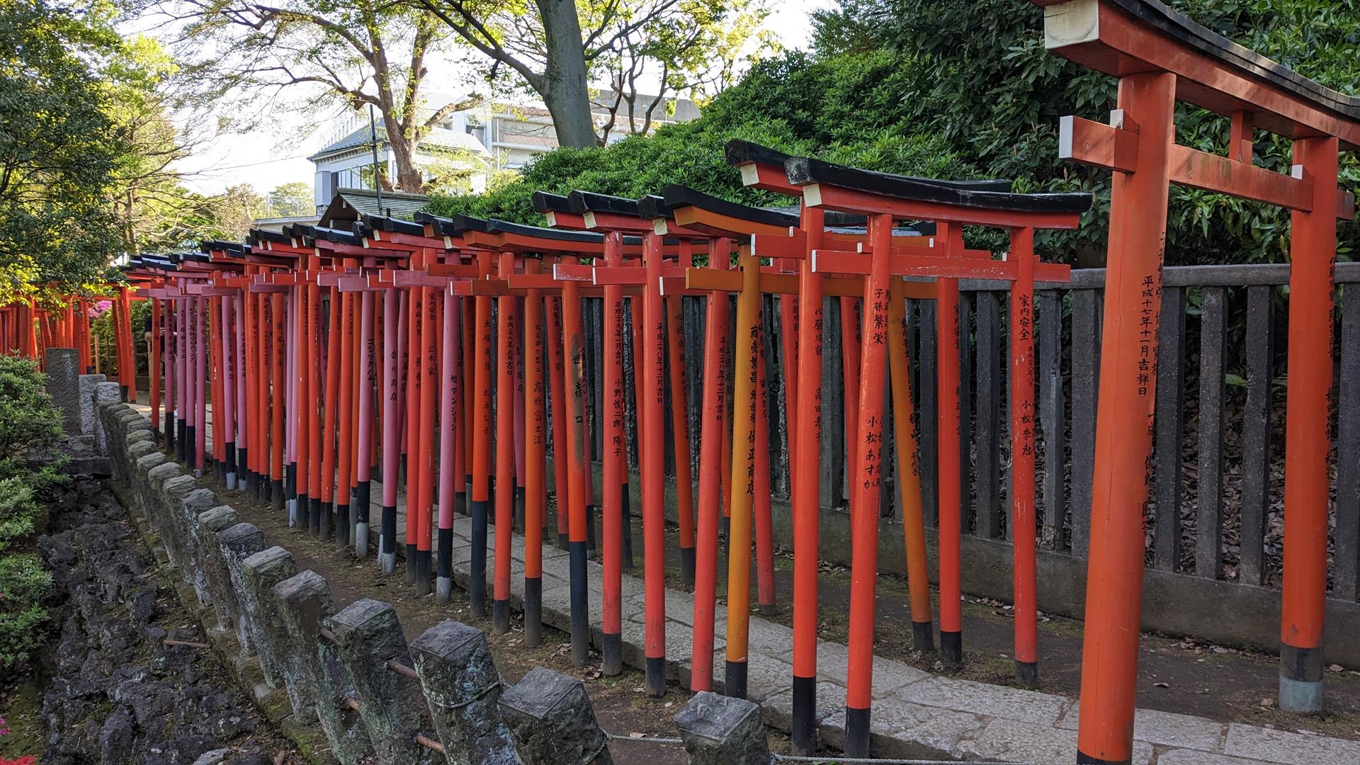 「文京つつじまつり」でつつじを見に根津神社に行ってきた