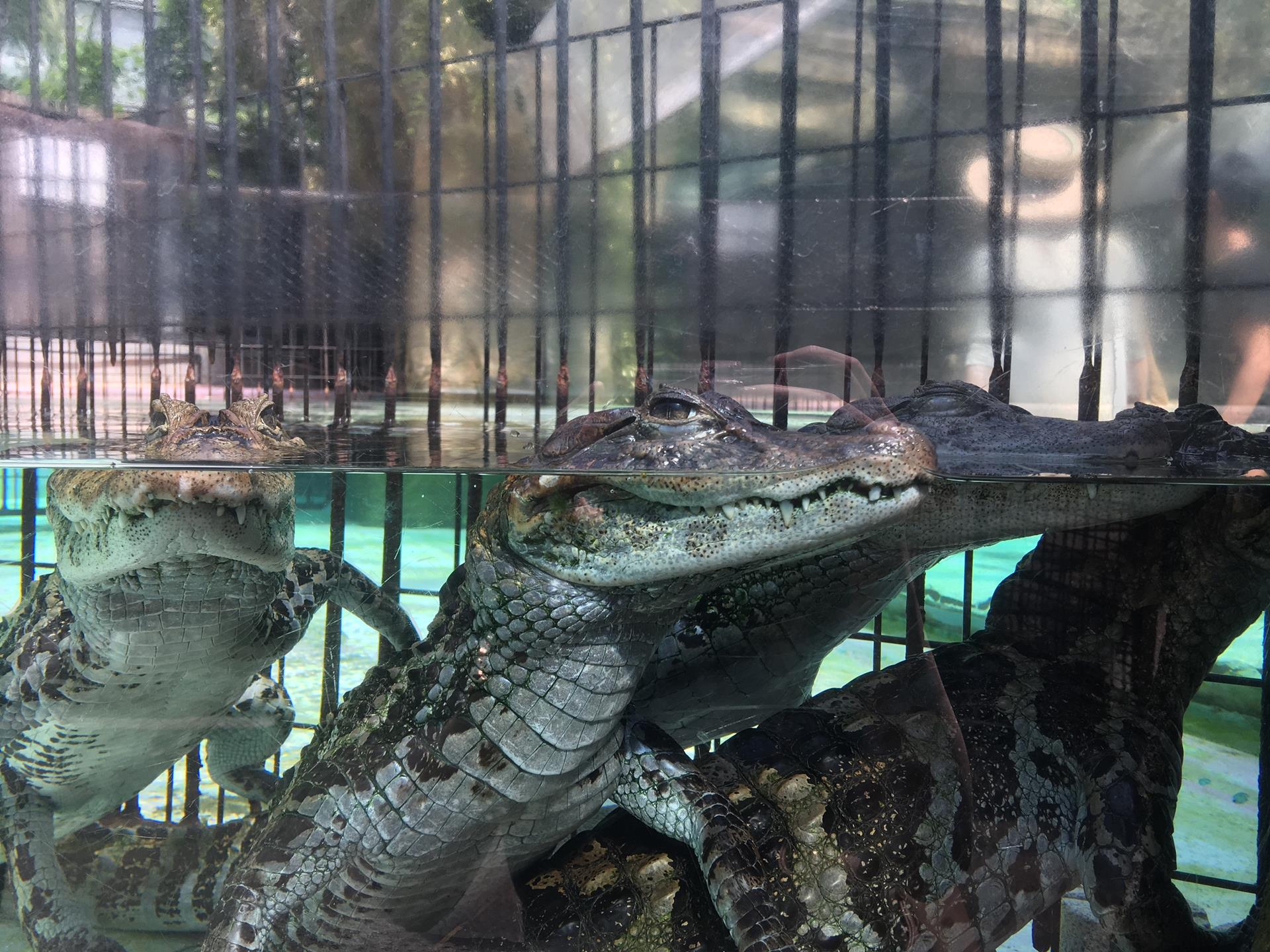 熱川バナナワニ園