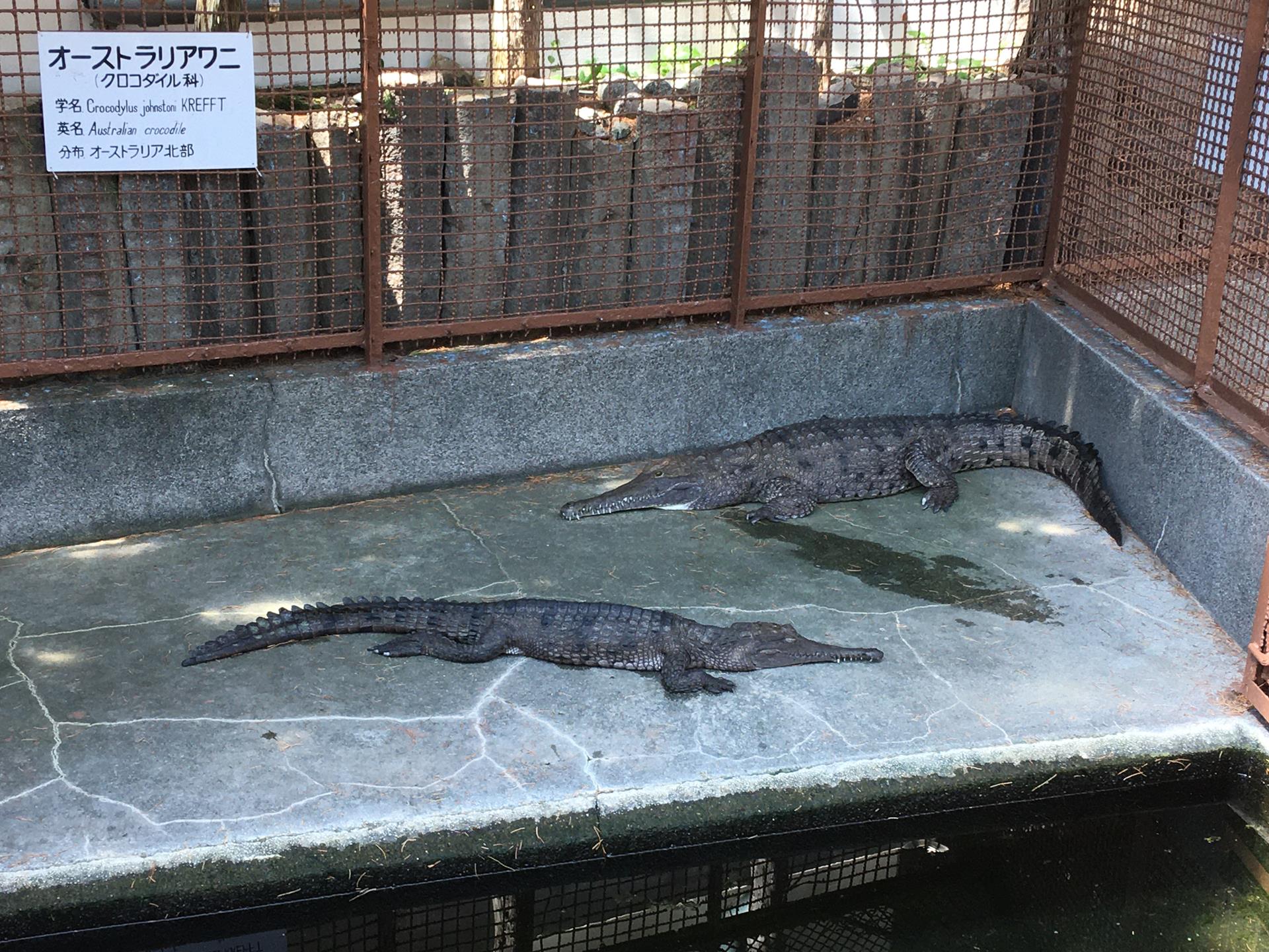 熱川バナナワニ園