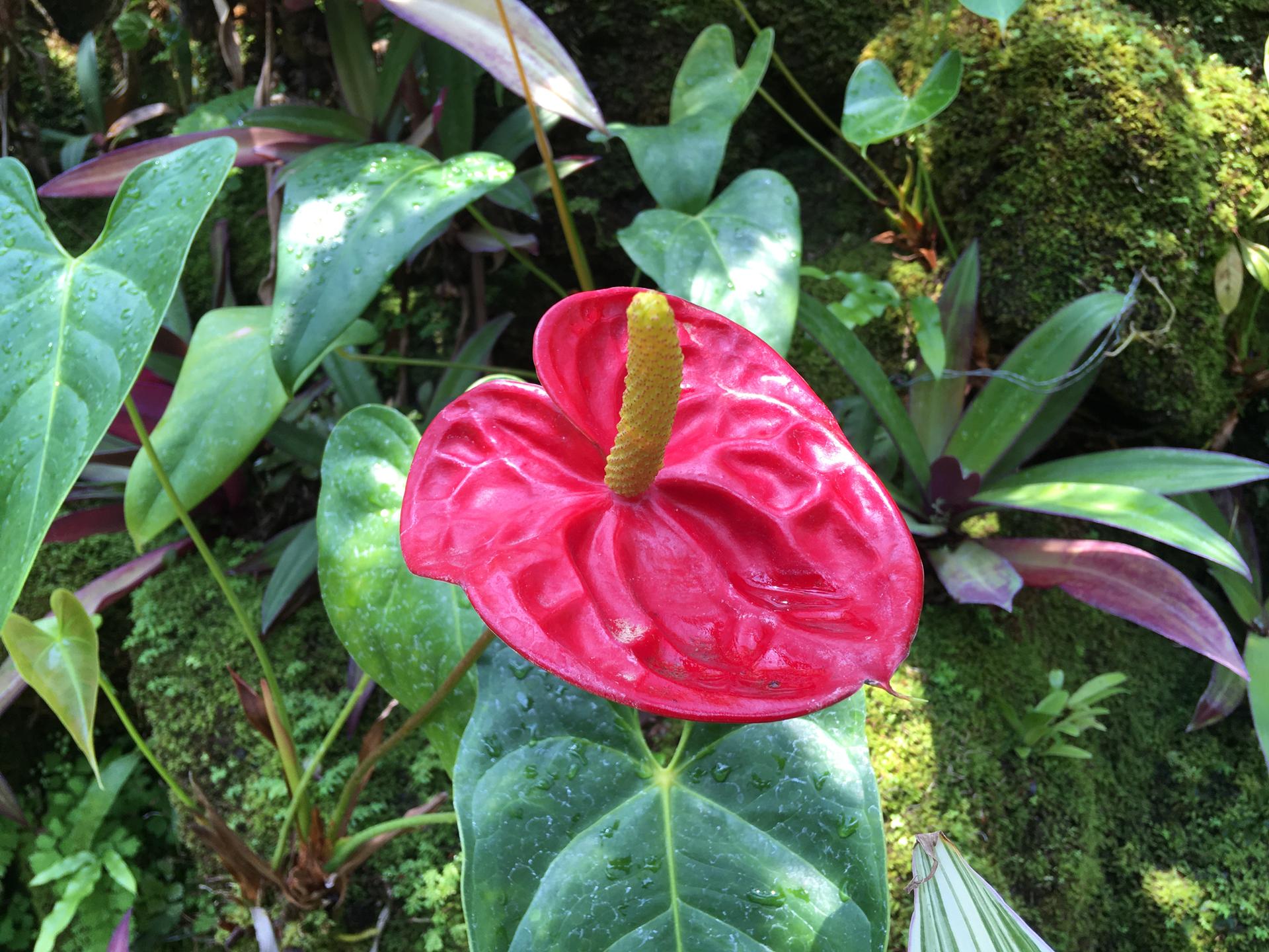 熱川バナナワニ園