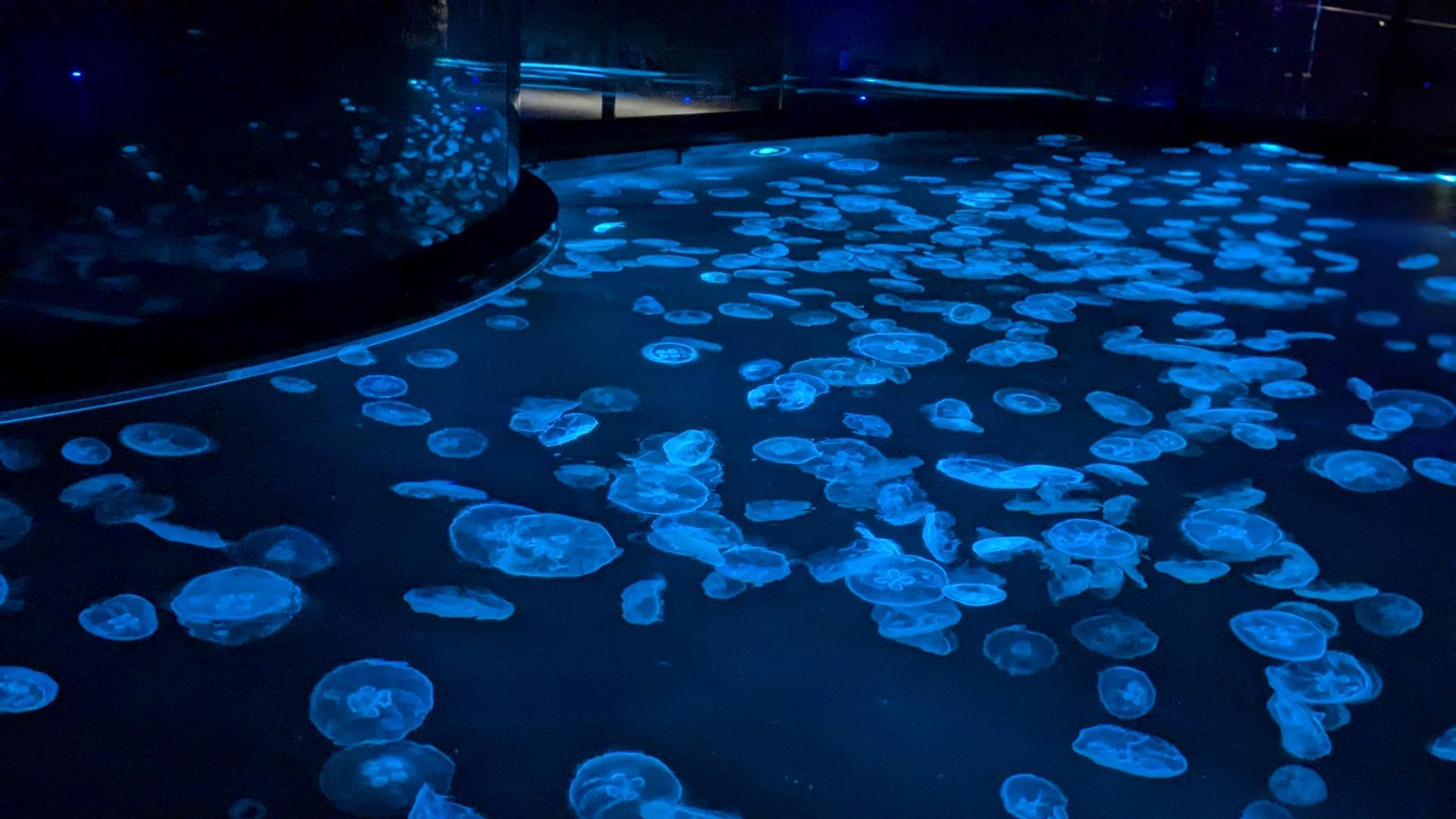 すみだ水族館