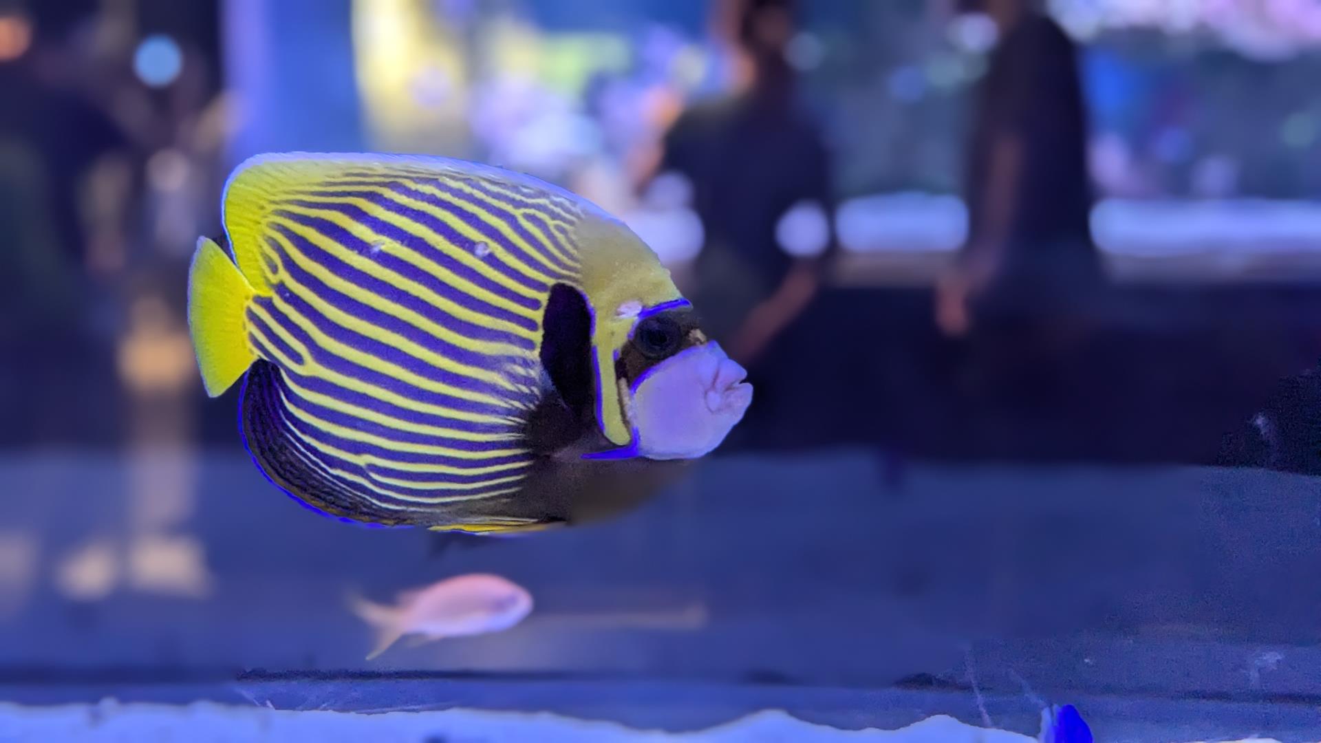 すみだ水族館