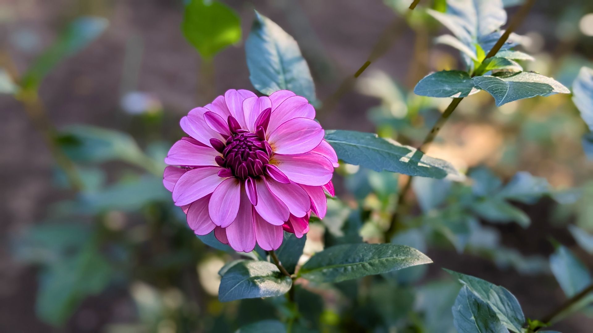 上野東照宮ぼたん苑のダリアの開花状況レビュー