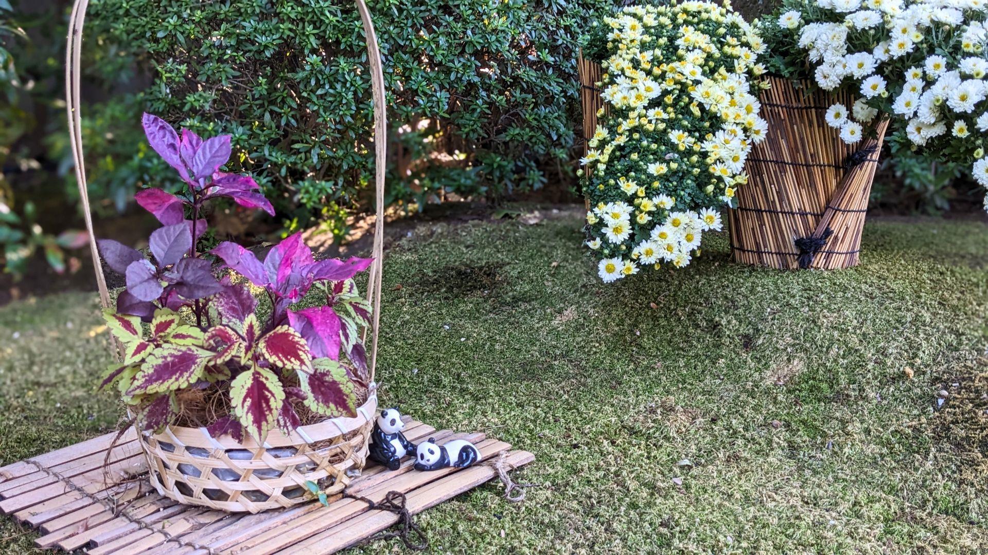 上野東照宮ぼたん苑のダリアの開花状況レビュー