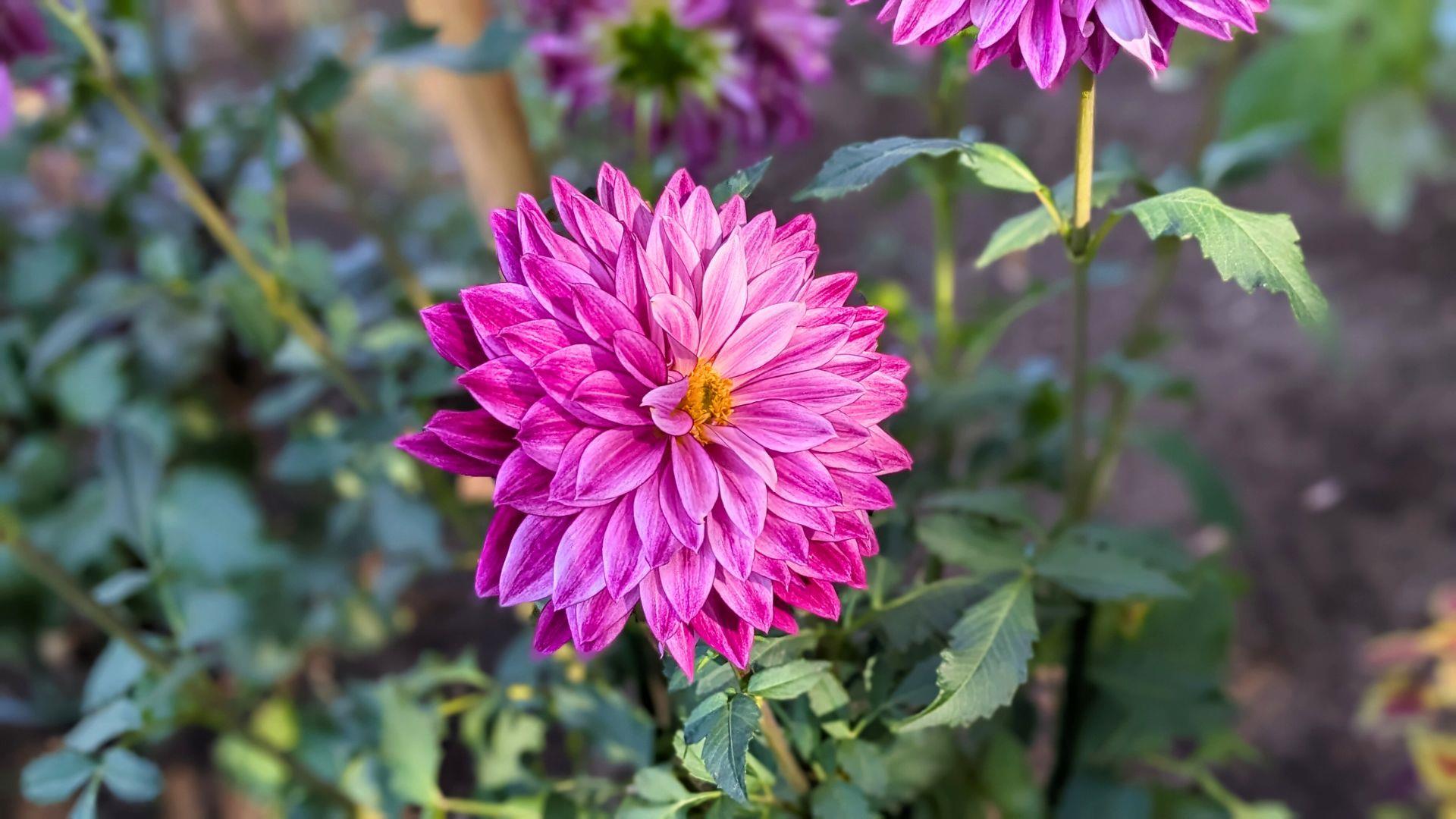 上野東照宮ぼたん苑のダリアの開花状況レビュー