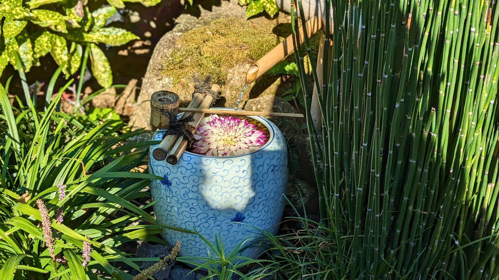 上野東照宮ぼたん苑のダリアの開花状況レビュー